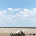 NAM OSHI Etosha 2016NOV27 113 : 2016, 2016 - African Adventures, Africa, Date, Etosha National Park, Month, Namibia, November, Oshikoto, Places, Southern, Trips, Year